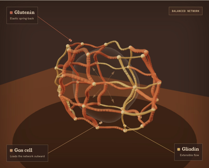 A balanced warm gluten network with orange glutenin strands and gold gliadin strands around a gas cell